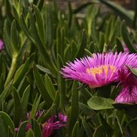 Carpobrotus acinaciformis | PIANTE SUCCULENTE