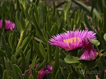 Carpobrotus acinaciformis | PIANTE SUCCULENTE
