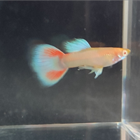 Guppy show Albino red topaz