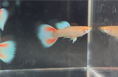 Guppy show Albino red topaz