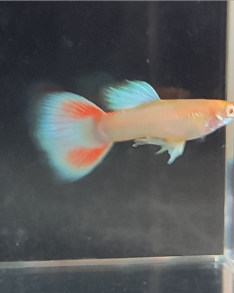 Guppy show Albino red topaz