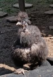 Femmine Moroseta Showgirl
