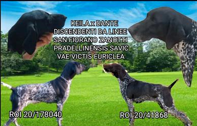 KURZHAAR (bracco tedesco)