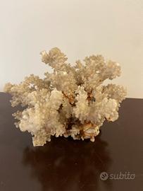 Ramo di corallo bianco