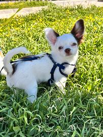 Chihuahua pelo lungo