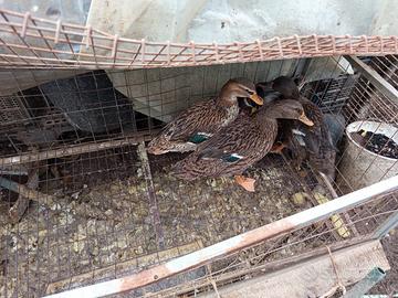 Anatre mute e germani