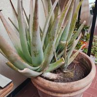 Aloe vera