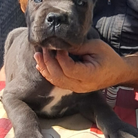 Cuccioli cane corso neri e grigi