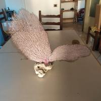 Gorgonia a ventaglio 