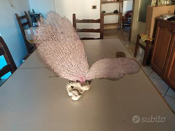 Gorgonia a ventaglio 