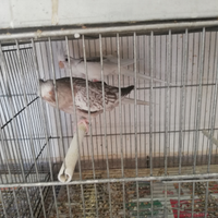 Coppie riproduttivi
