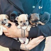 Cuccioli di chihuahua con pedigree