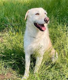 Paki, cane maschio