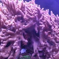 Sinularia acquario marino 