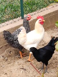 Galli e galline