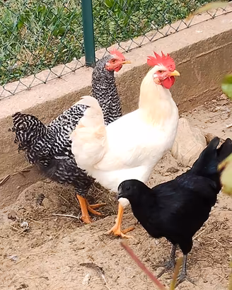 Galli e galline
