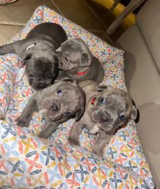 Bulldog francesi blue