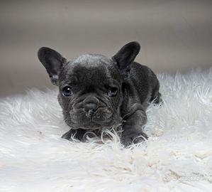 Bulldog francese blu e merle