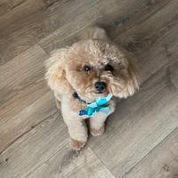 Barboncino per monta