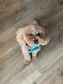 Barboncino per monta