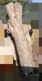 tronco di legno di noce