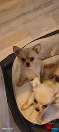 cucciolo Chihuahua