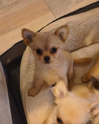 cucciolo Chihuahua
