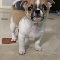 Chiwawa toys maschio