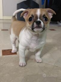 Chiwawa toys maschio