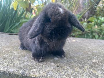 Coniglio nano minilop dark sable femminuccia