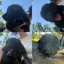 Ultimo cucciolo simil pastore tedesco