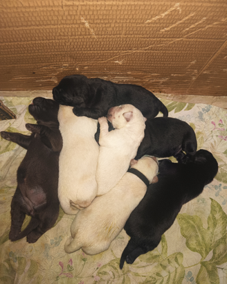 Labrador retriever