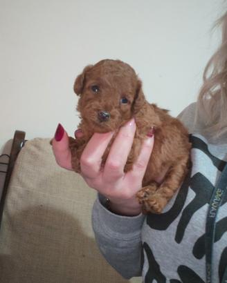 Cucciolo bi barboncino toy/ mini