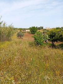 Terreno con fabbricato rurale