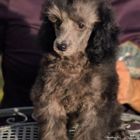 Barboncino Toy Silver maschio