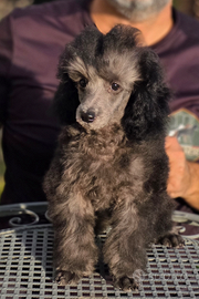 Barboncino Toy Silver maschio