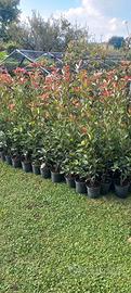 Photinia 