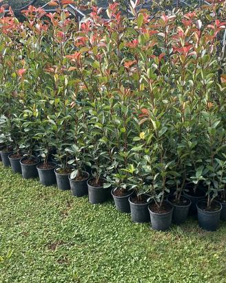 Photinia 