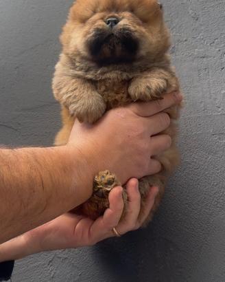 Chow chow rosso o crema