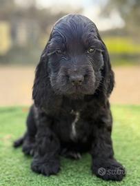Cocker Spaniel Inglese