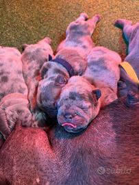 Bouldogue francesi blu e merle