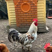 Gallo silverudd's uova verde/azzurro