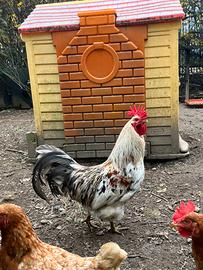 Gallo silverudd's uova verde/azzurro