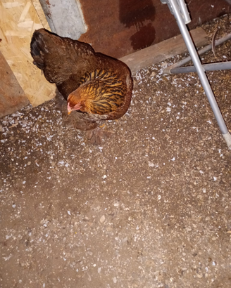 Galline