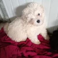 Maltipoo femmina