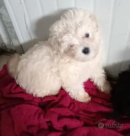 Maltipoo femmina