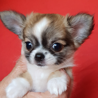 Chihuahua