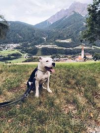 Amstaff molto buono