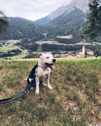 Amstaff molto buono