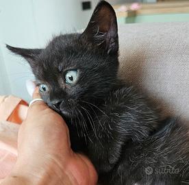 Munchkin zampe corte gatto bassotto